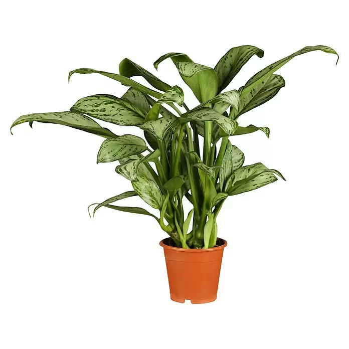 Piardino Aglaonema - Aglaonema commutatum, Tamaño de maceta: 17 cm - Vista frontal