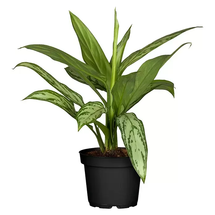 Piardino Aglaonema - Aglaonema commutatum, Tamaño de maceta: 17 cm - Vista frontal