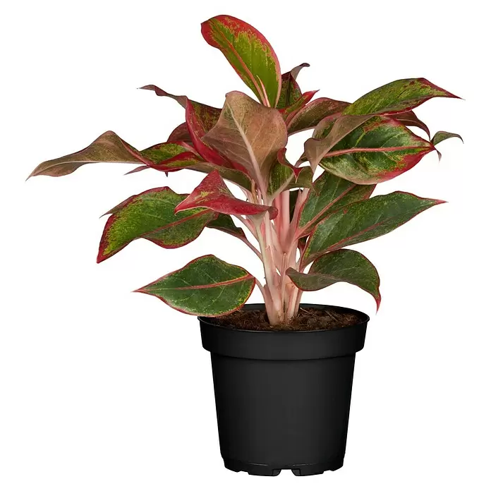 Piardino Aglaonema - Aglaonema commutatum, Tamaño de maceta: 17 cm - Vista frontal