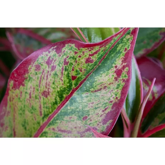 Piardino Aglaonema - Aglaonema commutatum, Tamaño de maceta: 17 cm - Primer plano