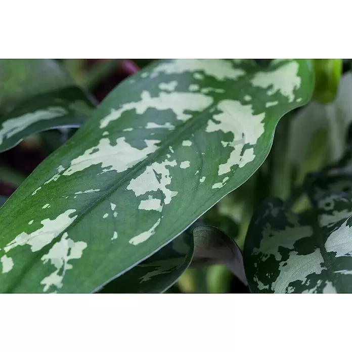 Piardino Aglaonema - Aglaonema commutatum, Tamaño de maceta: 17 cm - Primer plano