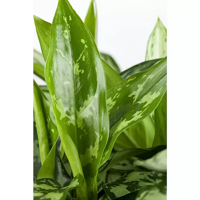 Piardino Aglaonema - Aglaonema commutatum, Tamaño de maceta: 17 cm - Primer plano