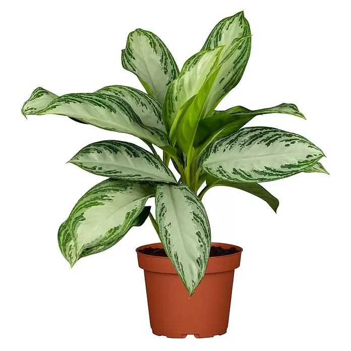 Piardino Aglaonema - Aglaonema commutatum, Tamaño de maceta: 17 cm - Vista frontal