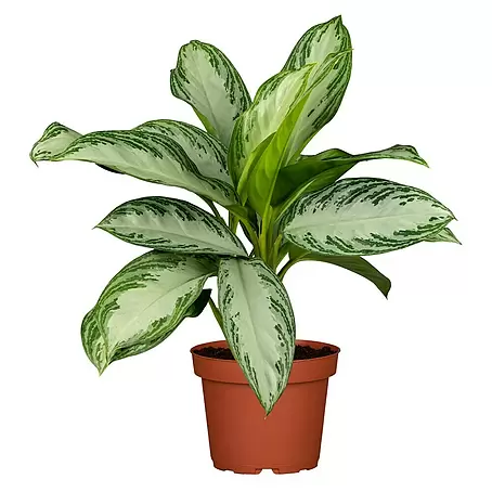 Piardino  Aglaonema