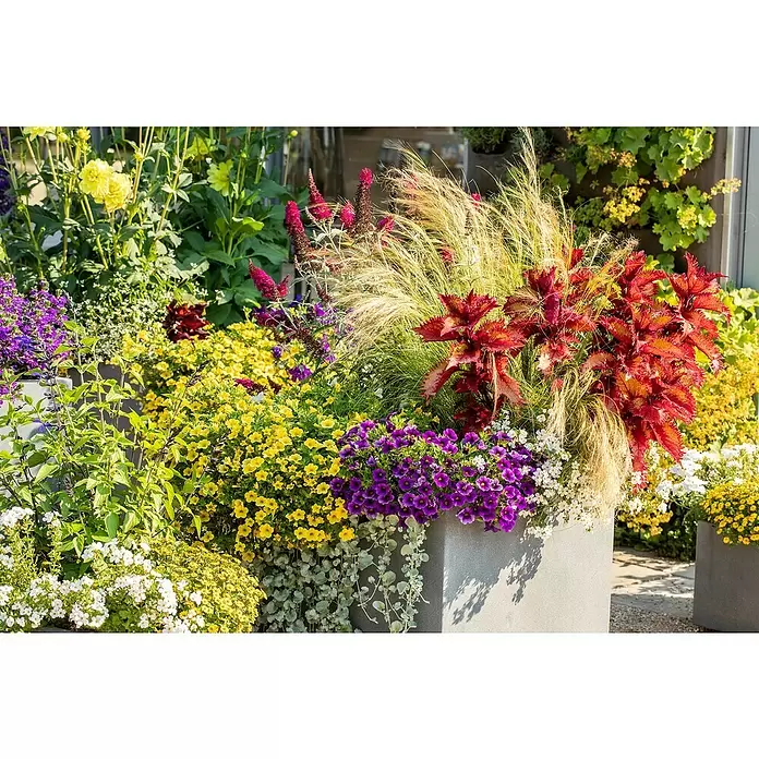 Piardino Pflanzen-Mix Beet & Balkon - Antirrhinum majus, Cosmea, Gypsophila muralis - Stimmungsaufnahme