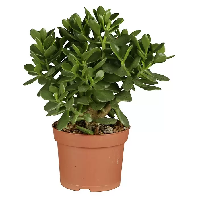 Árbol de jade - Crassula, Tamaño de maceta: 12 cm, Verde - Vista frontal