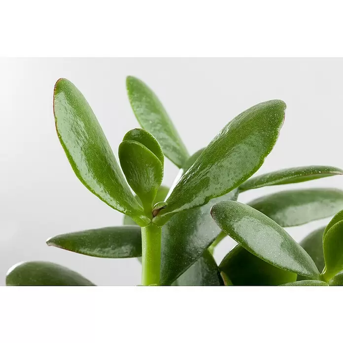 Piardino Árbol de jade - Crassula, Tamaño de maceta: 12 cm - Primer plano