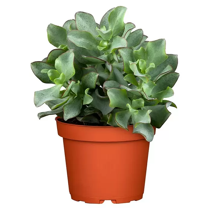 Piardino Árbol de jade - Crassula, Tamaño de maceta: 12 cm - Vista frontal