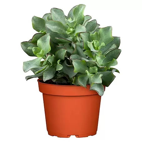 Piardino  Árbol de jade
