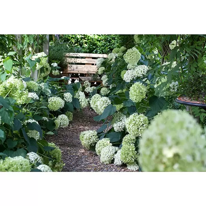 Piardino Ballhortensie - Hydrangea arborescens 'Annabelle', Weiß, Topfgröße: 23 cm - Detailaufnahme