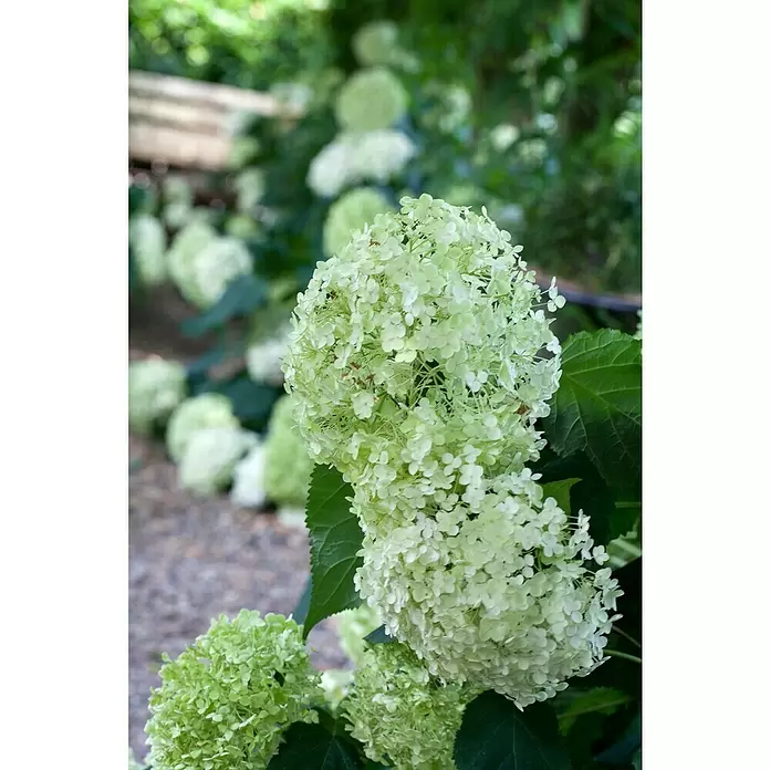Piardino Ballhortensie Ballhortensie 'Candybelle'® - Hydrangea arborescens 'Candybell', Verschiedene Farben, Topfgröße: 26 cm - Detailaufnahme