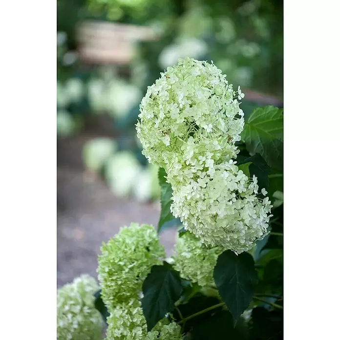 Piardino Ballhortensie - Hydrangea arborescens 'Annabelle', Weiß, Topfgröße: 23 cm - Detailaufnahme