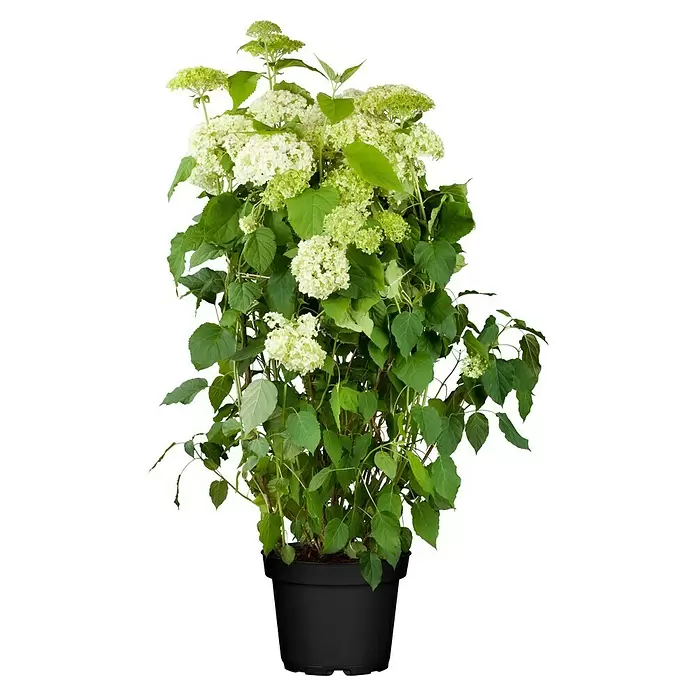 Piardino Ballhortensie - Hydrangea arborescens 'Annabelle', Weiß, Topfgröße: 23 cm - Vorderansicht