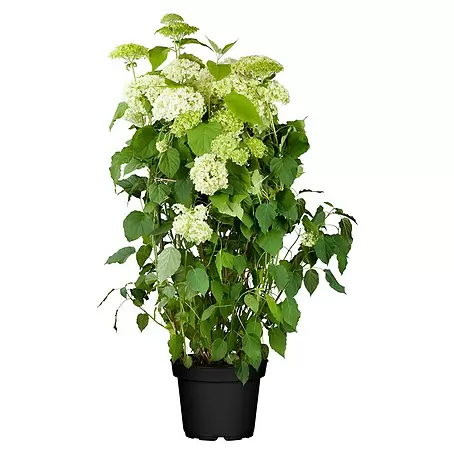 Piardino  Ballhortensie Ballhortensie 'Candybelle'®
