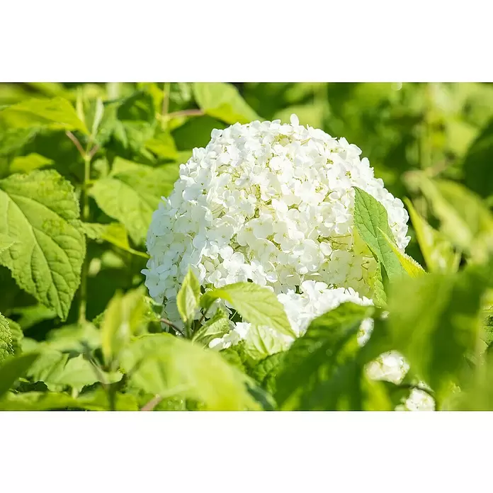 Piardino Ballhortensie - Hydrangea arborescens 'Annabelle', Weiß, Topfgröße: 23 cm - Detailaufnahme