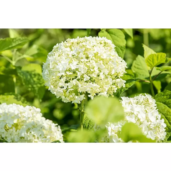 Piardino Ballhortensie - Hydrangea arborescens 'Annabelle', Weiß, Topfgröße: 23 cm - Detailaufnahme