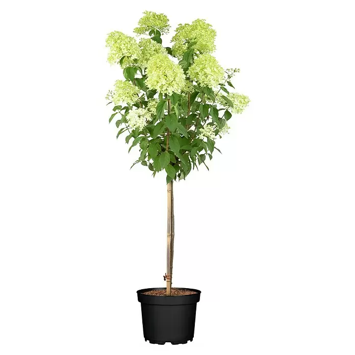 Piardino Ballhortensie - Hydrangea arborescens 'Annabelle', Weiß, Topfgröße: 23 cm - Vorderansicht