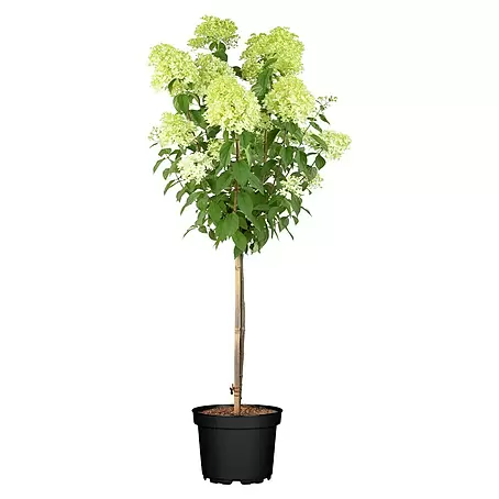 Piardino  Ballhortensie