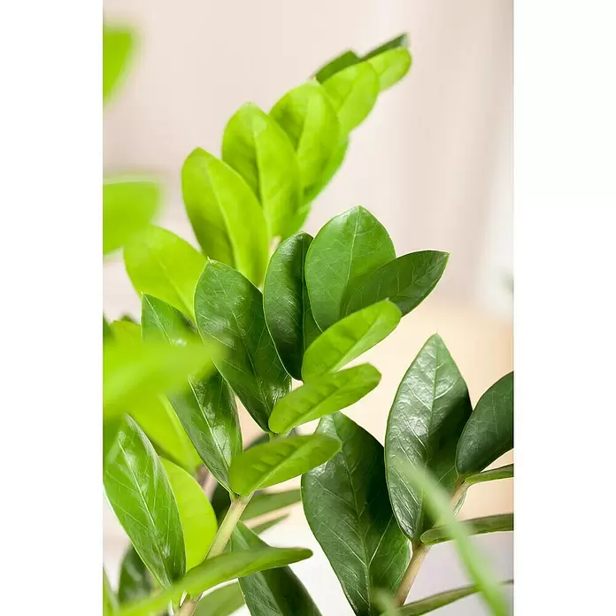 Piardino Glücksfeder - Zamioculcas zamiifolia, Topfgröße: 23 cm - Detailaufnahme