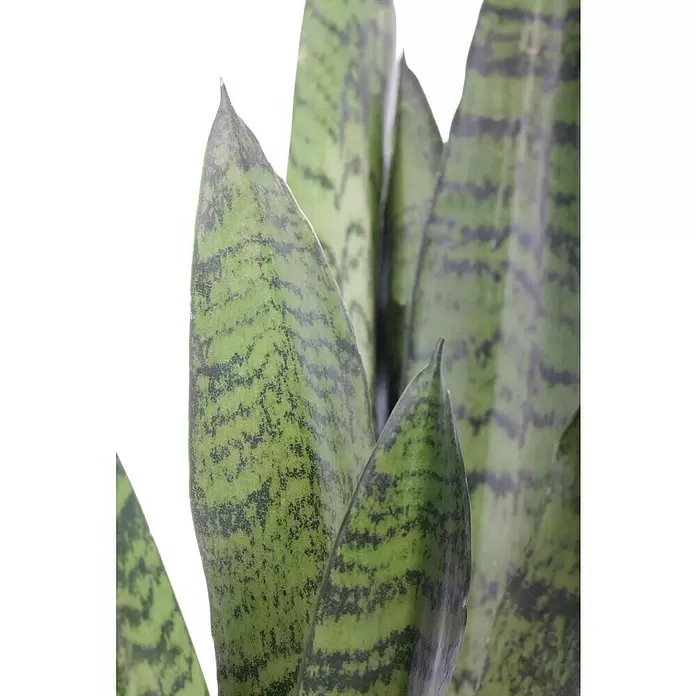 Piardino Bogenhanf Minis - Sansevieria, Topfgröße: 7 cm, Gelb-Grün - Detailaufnahme