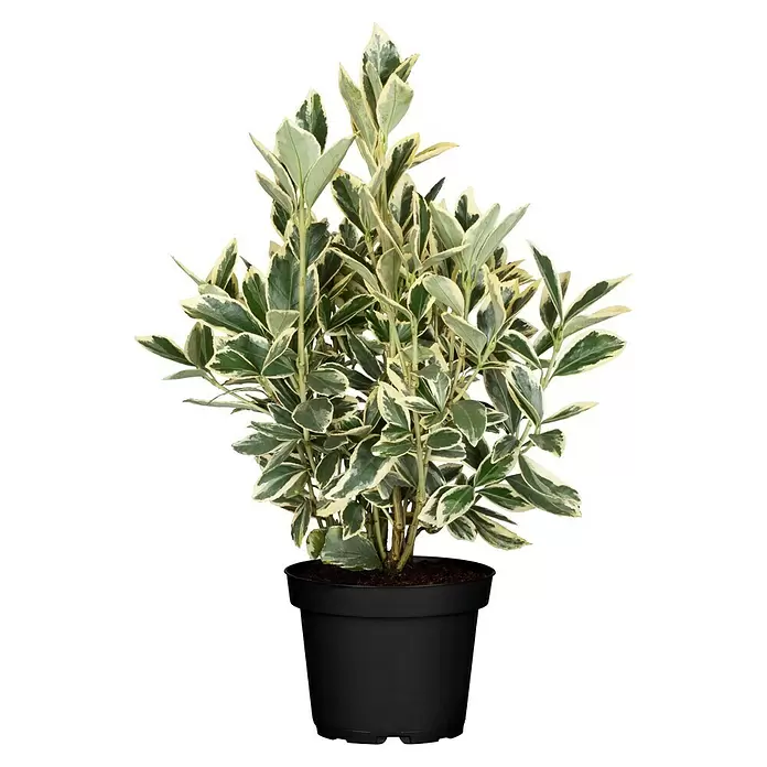 Piardino Evónimo - Euonymus japonicus 'Bravo', Verde/Blanco - Vista frontal