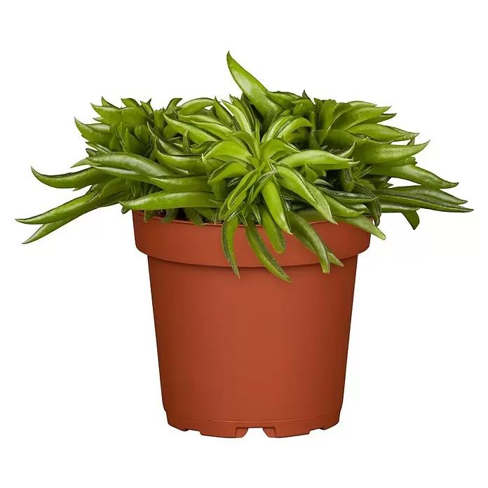 Piardino Zwergpfeffer - Peperomia ferreyrae 'Happy Bean', Topfgröße: 12 cm, Grün - Vorderansicht