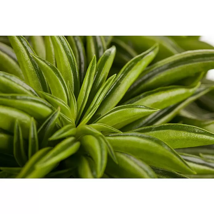 Piardino Zwergpfeffer - Peperomia ferreyrae 'Happy Bean', Topfgröße: 12 cm, Grün - Detailaufnahme