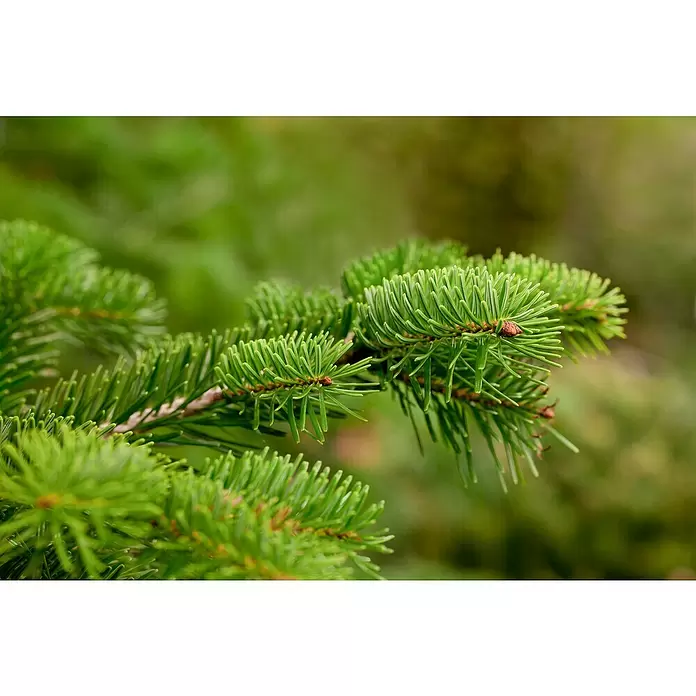 Piardino Nordmann kerstboom - 175 cm - 200 cm, Kerstboom, Gezaagd - Close-up