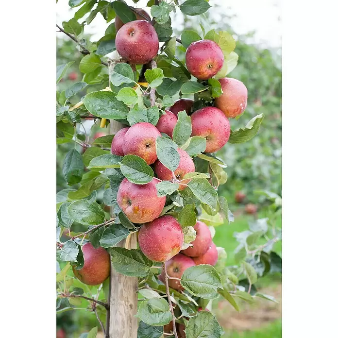 Piardino Obstbaum - Kernobst - Detailaufnahme