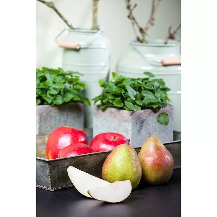 Piardino Obstbaum - Kernobst - Stimmungsaufnahme
