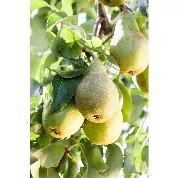 Piardino Obstbaum - Kernobst - Detailaufnahme