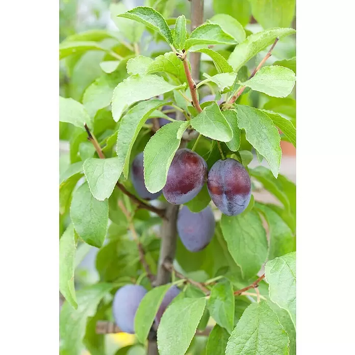Piardino Cerezo - Prunus armeniaca - Primer plano
