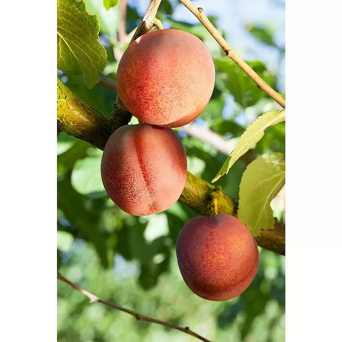 Piardino Cerezo - Prunus armeniaca - Primer plano
