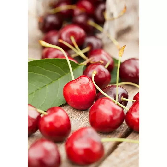 Piardino Cerezo - Prunus armeniaca - Primer plano