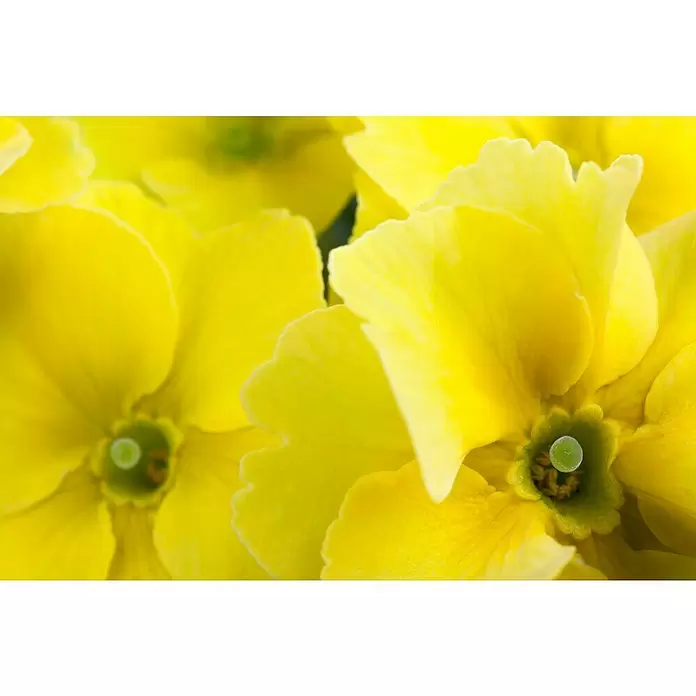 Piardino Primel in Farben - Primula acaulis, Topfgröße: 9 cm, Blütenfarbe sortenabhängig - Detailaufnahme