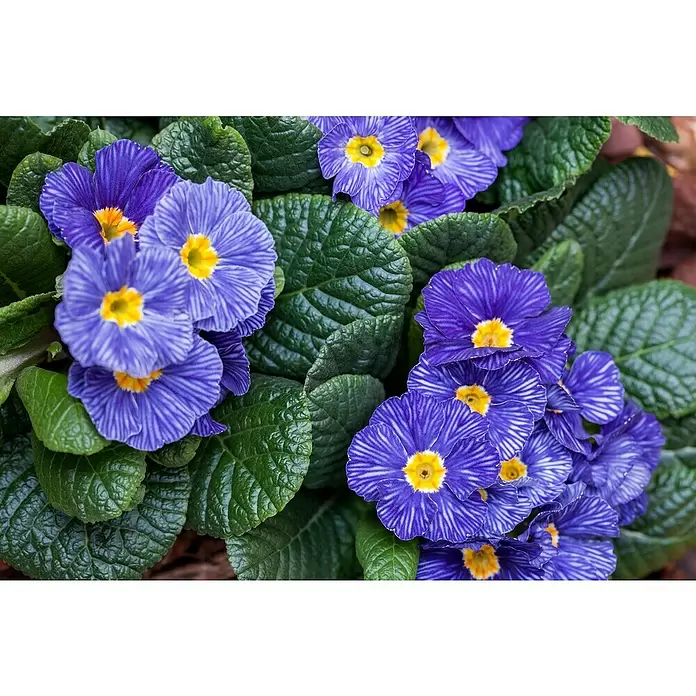 Piardino Primel in Farben - Primula acaulis, Topfgröße: 9 cm, Blütenfarbe sortenabhängig - Detailaufnahme