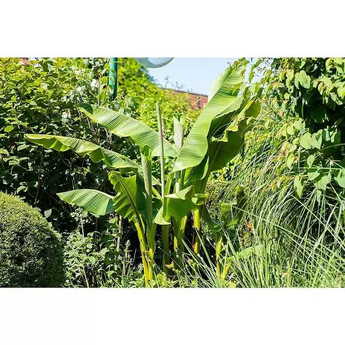 Platanero - Musa basjoo, Tamaño de maceta: 19 cm - Primer plano