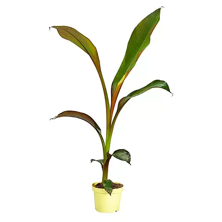 Platanero