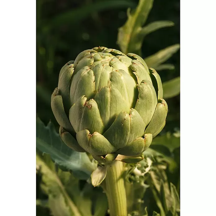 Artischocke Bio - Cynara scolymus, 12 cm, Erntezeit: Juli - September - Detailaufnahme