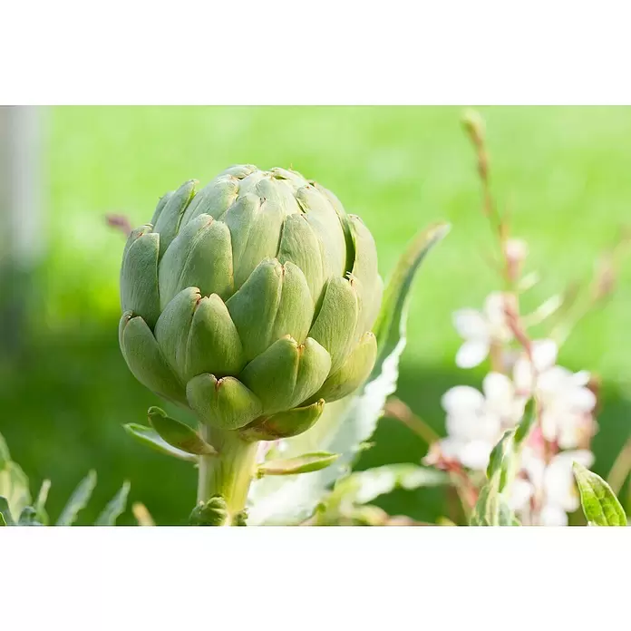 Artischocke Bio - Cynara scolymus, 12 cm, Erntezeit: Juli - September - Detailaufnahme