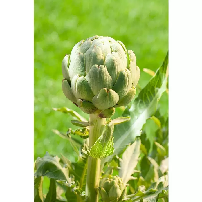 Artischocke Bio - Cynara scolymus, 12 cm, Erntezeit: Juli - September - Detailaufnahme