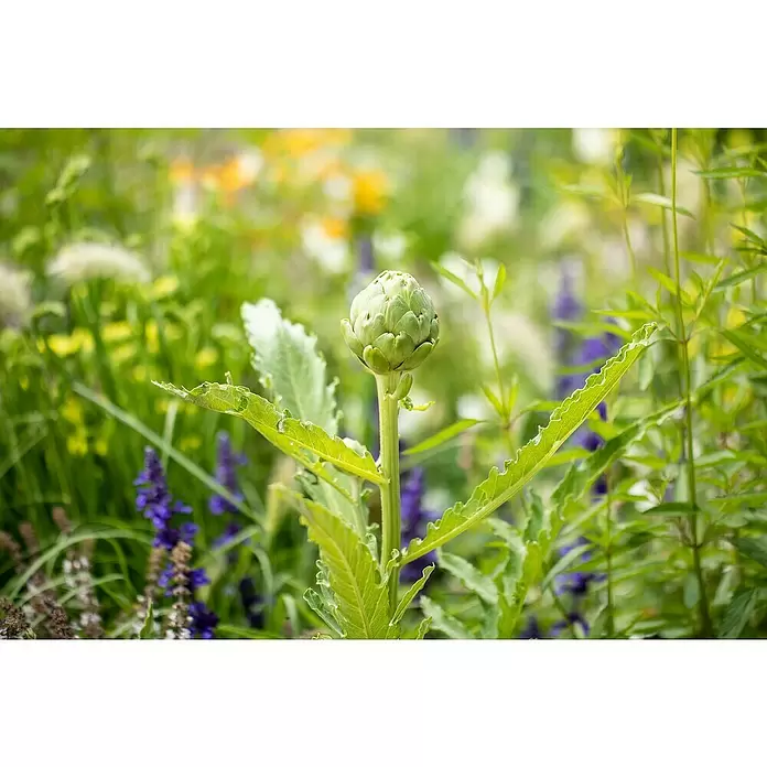 Artischocke Bio - Cynara scolymus, 12 cm, Erntezeit: Juli - September - Detailaufnahme
