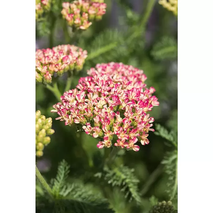 Piardino Achillea - Achillea millefolium, Tamaño de maceta: 13 cm - Primer plano