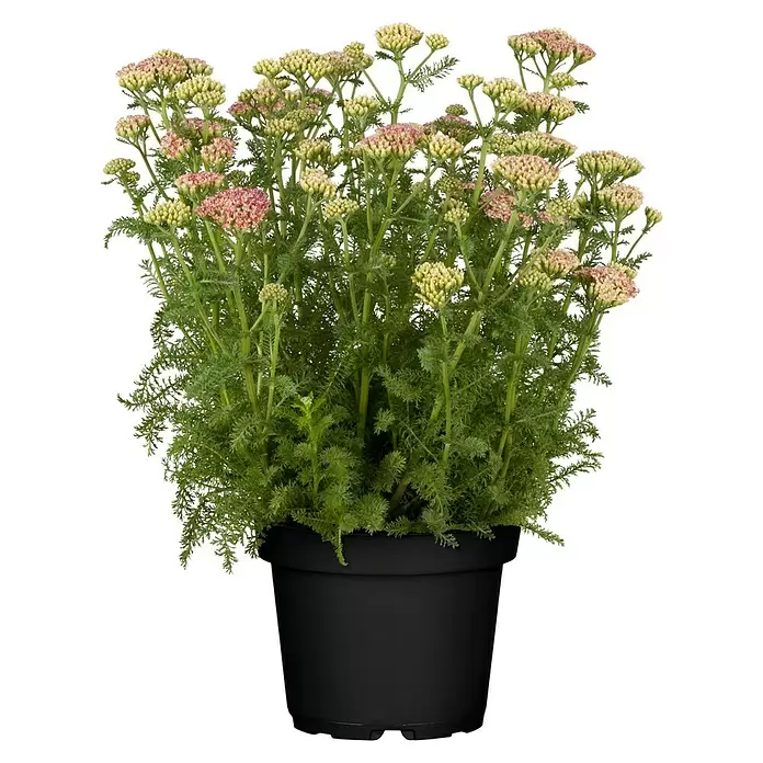Piardino Achillea - Achillea millefolium, Tamaño de maceta: 13 cm - Vista frontal