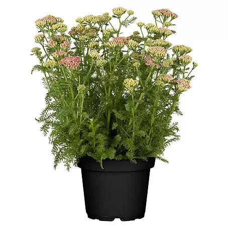 Piardino  Achillea