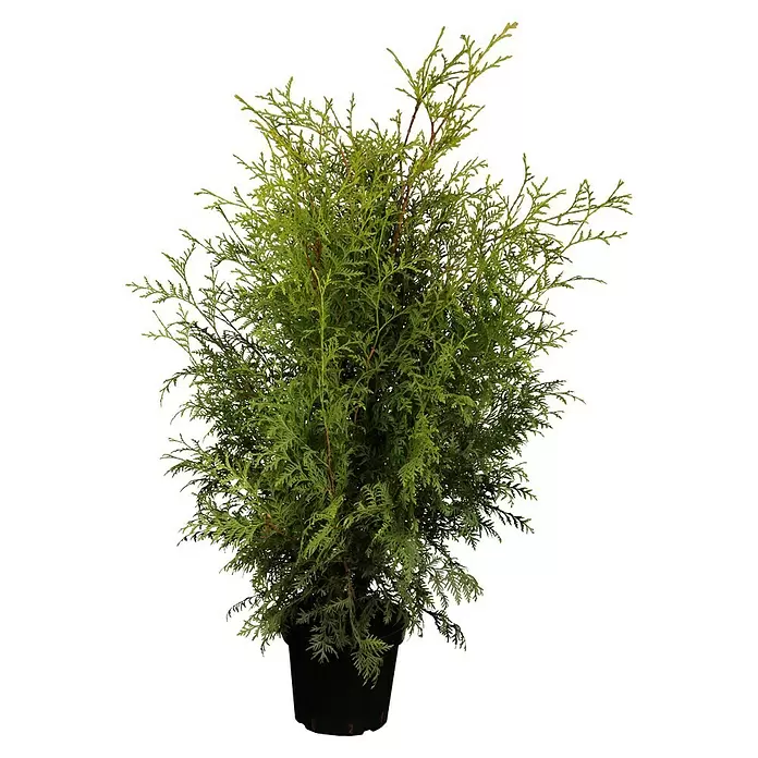 Piardino Lebensbaum - Thuja occidentalis 'Brabant', Topfvolumen: 10 l, Aktuelle Wuchshöhe: 100 cm - 125 cm - Vorderansicht