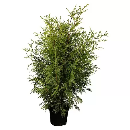 Piardino  Lebensbaum