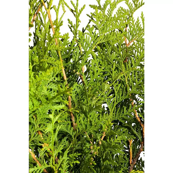 Piardino Lebensbaum - Thuja occidentalis 'Brabant', Topfvolumen: 10 l, Aktuelle Wuchshöhe: 100 cm - 125 cm - Detailaufnahme