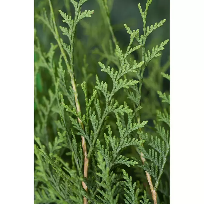 Piardino Lebensbaum - Thuja occidentalis 'Brabant', Topfvolumen: 10 l, Aktuelle Wuchshöhe: 100 cm - 125 cm - Detailaufnahme