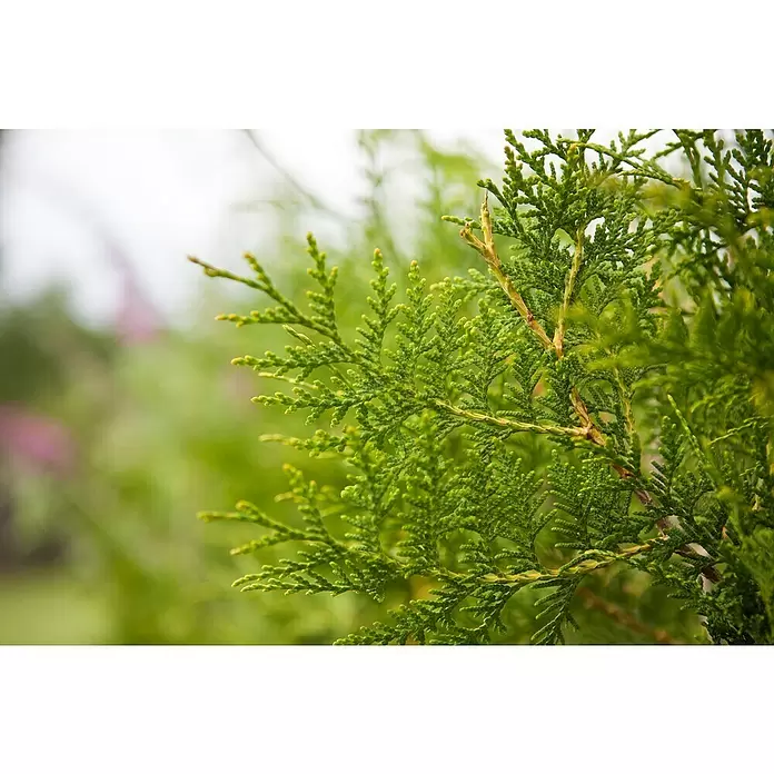 Piardino Lebensbaum - Thuja occidentalis 'Brabant', Topfvolumen: 10 l, Aktuelle Wuchshöhe: 100 cm - 125 cm - Detailaufnahme